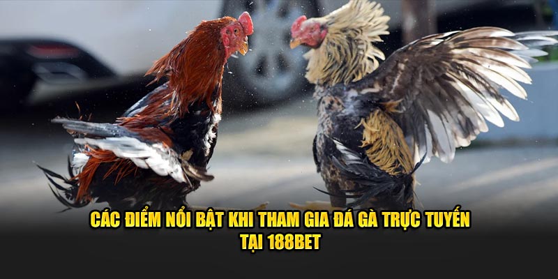 Các điểm nổi bật khi tham gia đá gà trực tuyến tại 188bet