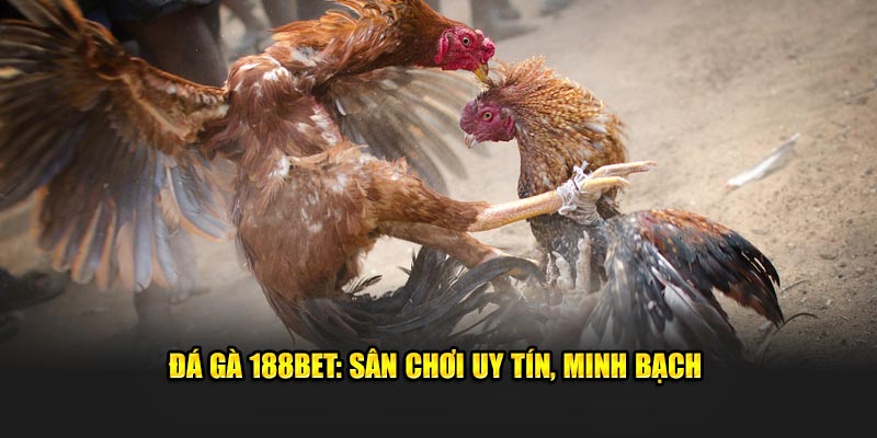 Đá gà 188bet: Sân chơi uy tín, minh bạch
