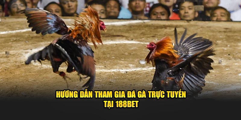 Hướng dẫn tham gia đá gà trực tuyến tại 188bet
