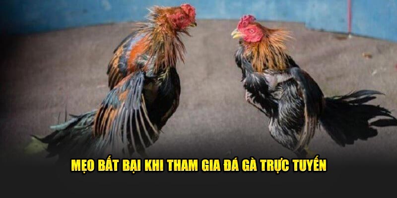 Mẹo bất bại khi tham gia đá gà trực tuyến
